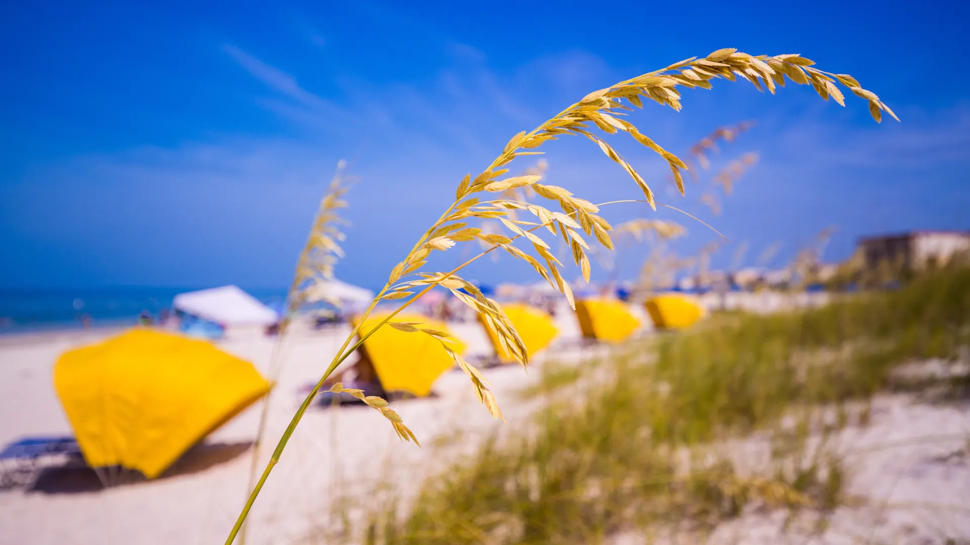 Treasure Island Florida white sand beach with sea oats and yellow beach umbrellas