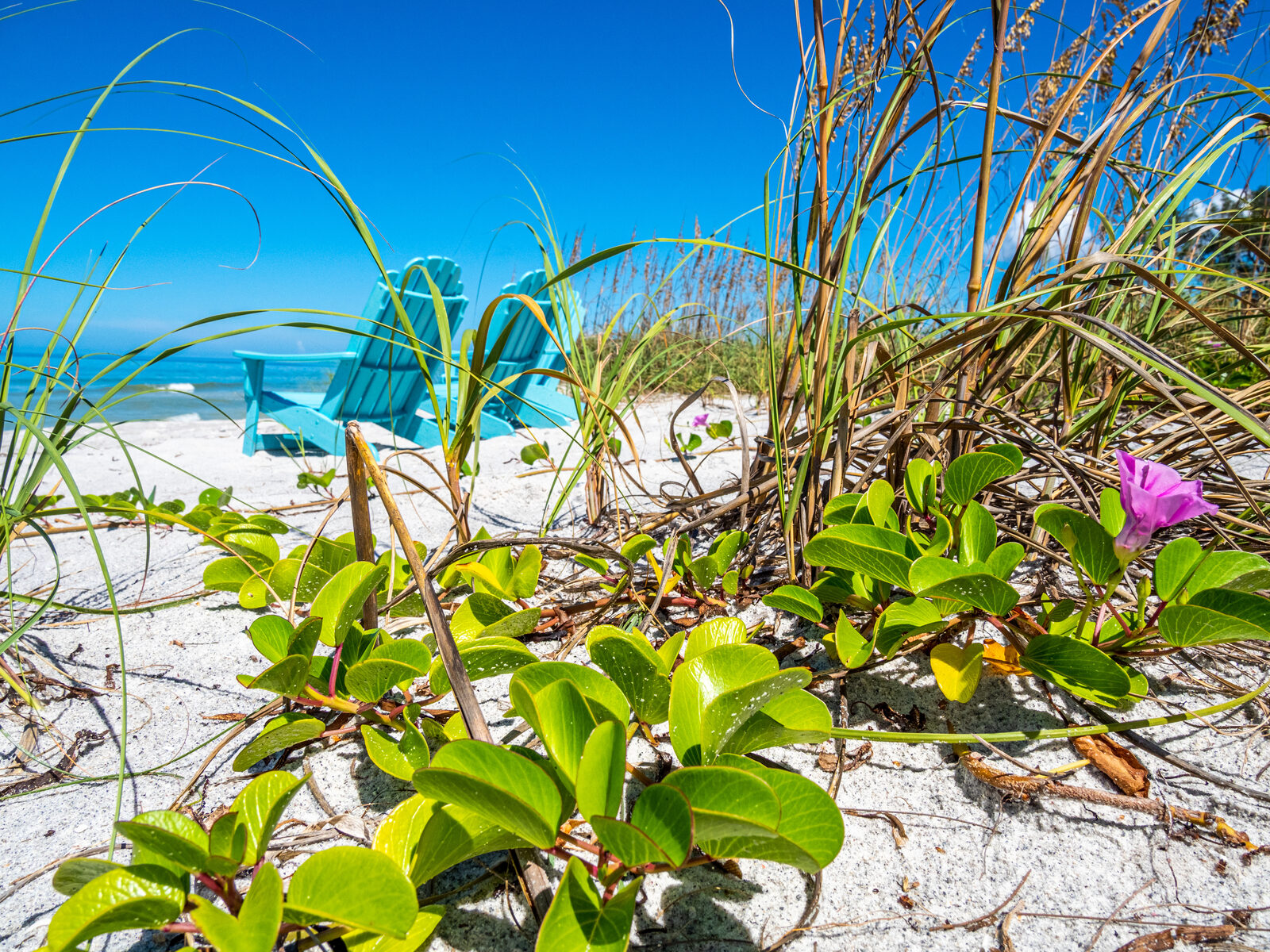 Longboat Key Florida white sand beach with turquoise Adirondack chairs and sea grass