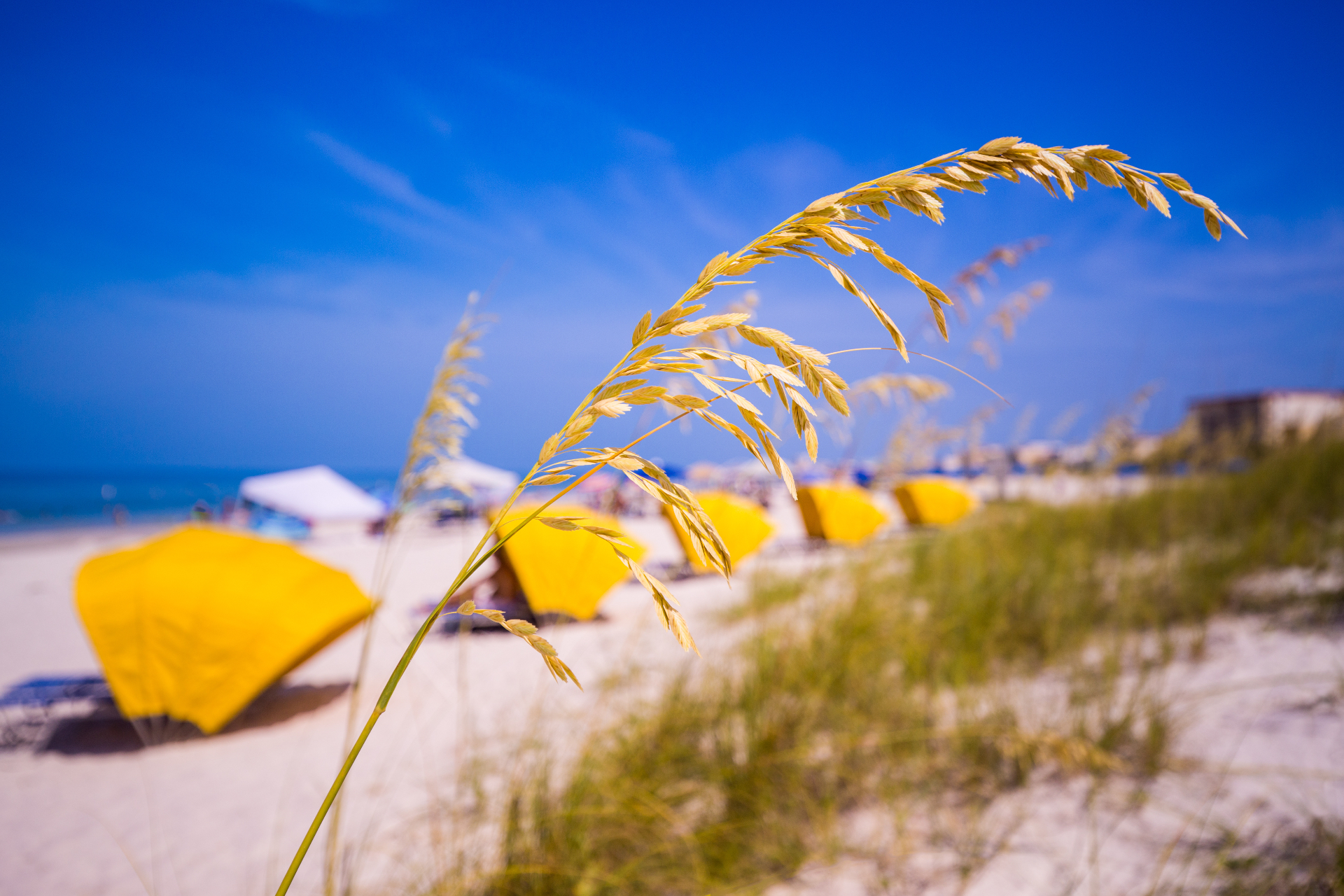 Treasure Island Florida white sand beach with sea oats and yellow beach umbrellas